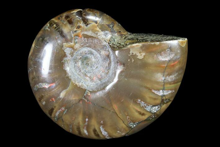 Iridescent, Red Flash Ammonite - Madagascar #82440